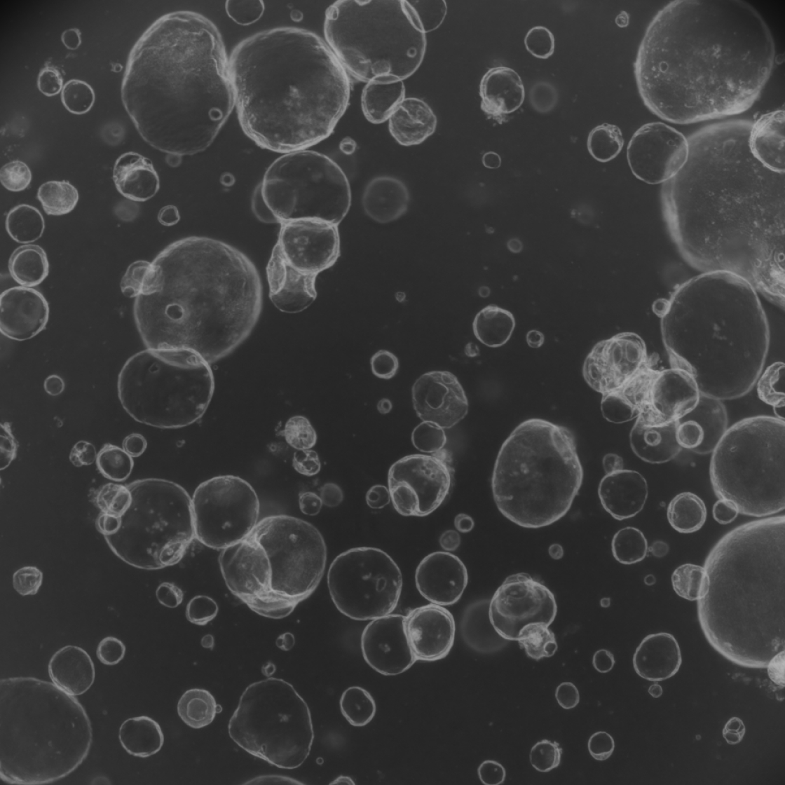 Organoid Service